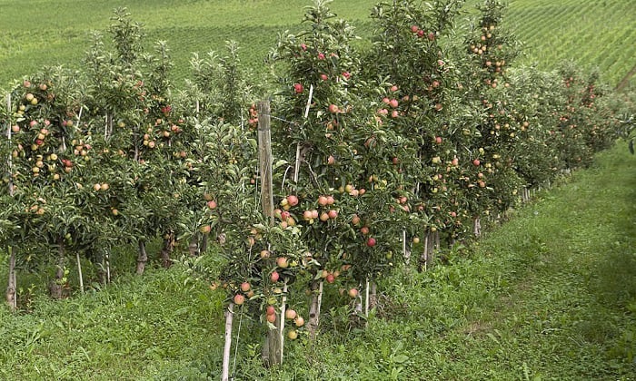 how-fast-do-apple-trees-grow