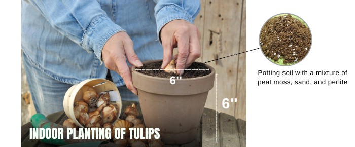 indoor-planting-of-tulips