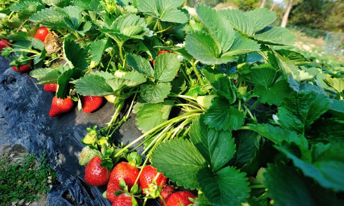 june-bearing-vs-everbearing-strawberries