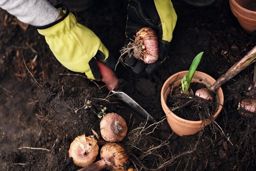 outdoor-onion-planting