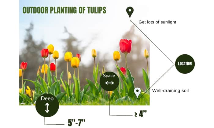 outdoor-planting-of-tulips