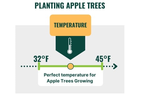 perfect-temperature-for-apple-trees-growing