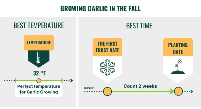 plant-garlic-in-the-fall