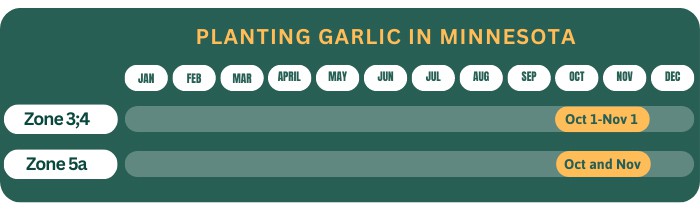 planting-garlic-in-different-hardiness-zones