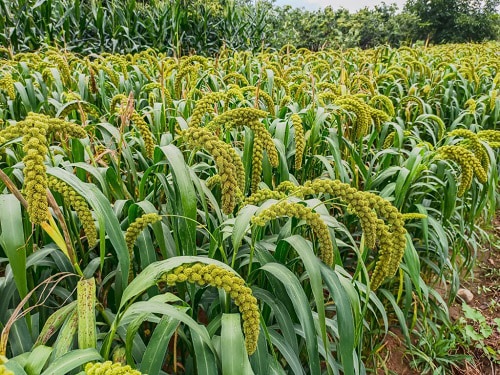 planting-millet-in-different-areas