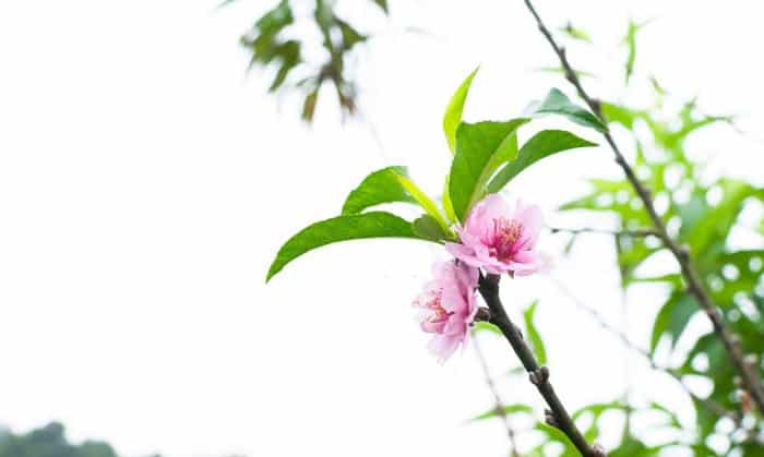 signs-of-peach-tree-blooming