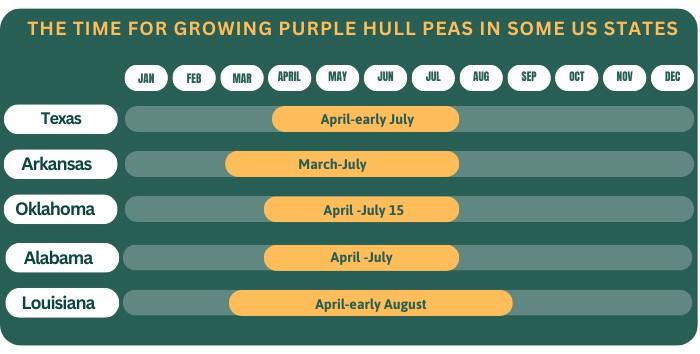 the-time-for-growing-purple-hull-peas-in-some-us-states
