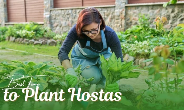 when is the best time to plant hostas
