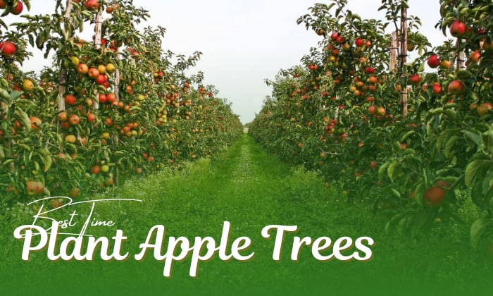 when to plant apple trees 