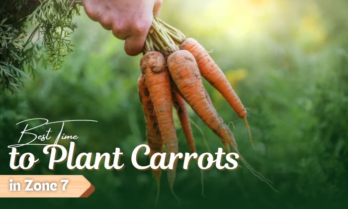 when to plant carrots in zone 7