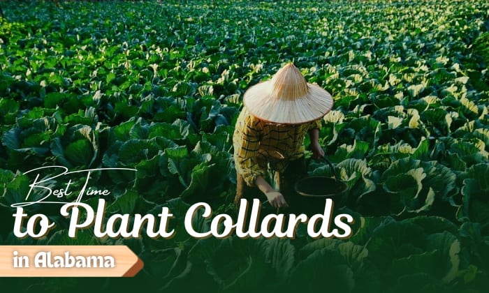 when to plant collards in alabama
