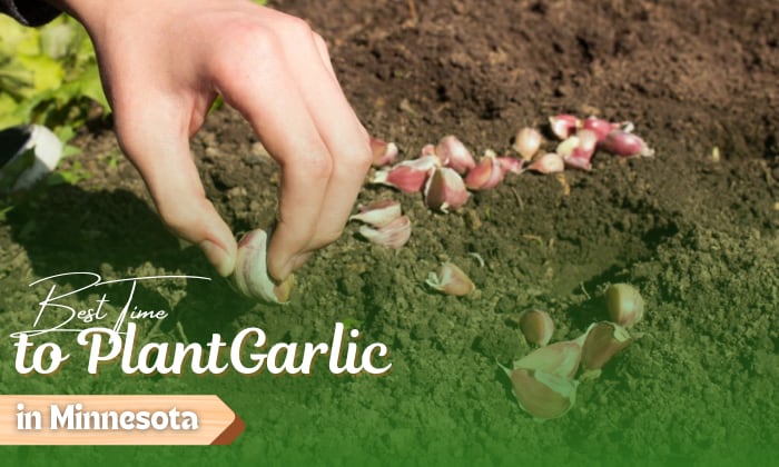 when to plant garlic in minnesota