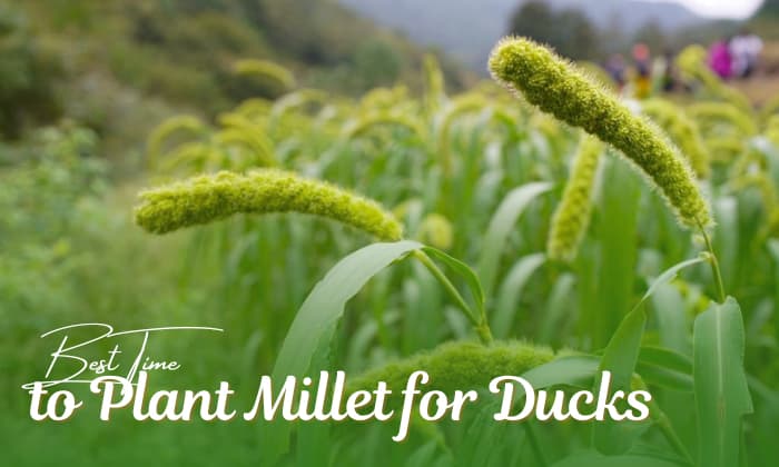 when to plant millet for ducks