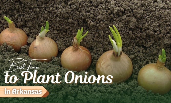 when to plant onions in arkansas