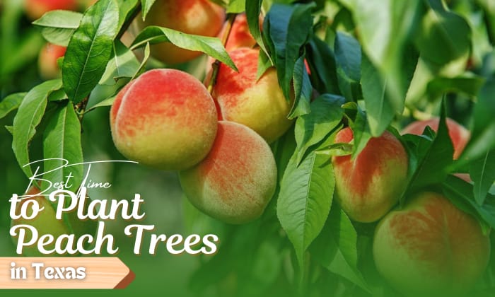 when to plant peach trees in texas