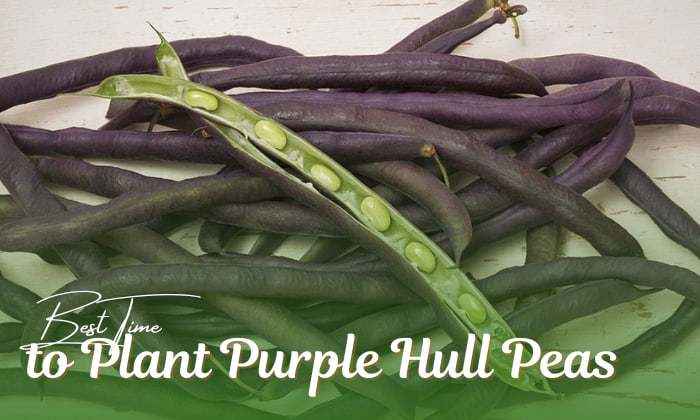 when to plant purple hull peas