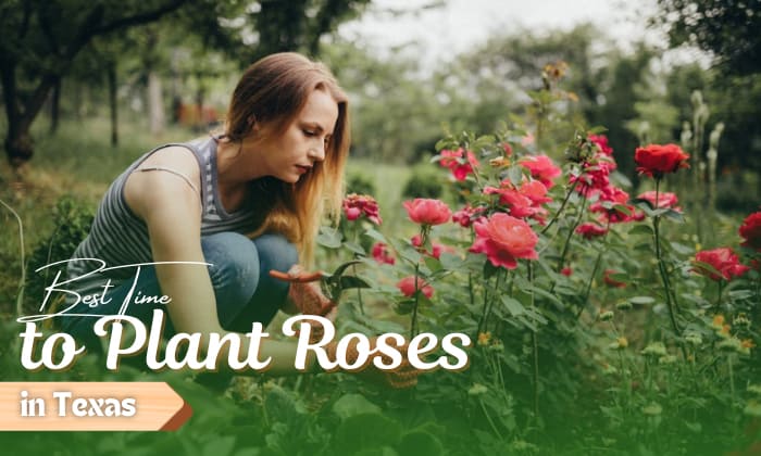 when to plant roses in texas