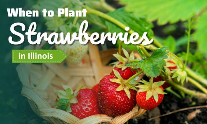when to plant strawberries in illinois