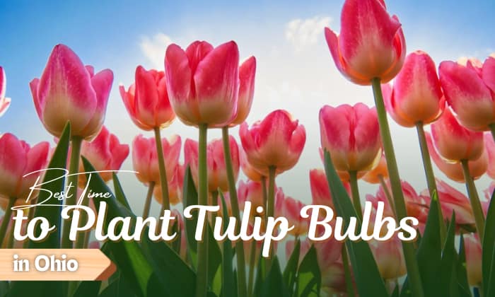 when to plant tulip bulbs in ohio