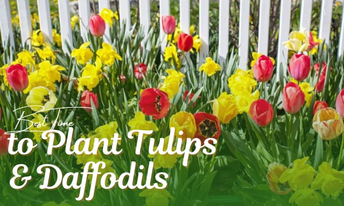 when to plant tulips and daffodils