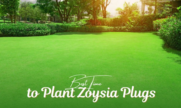 when to plant zoysia plugs