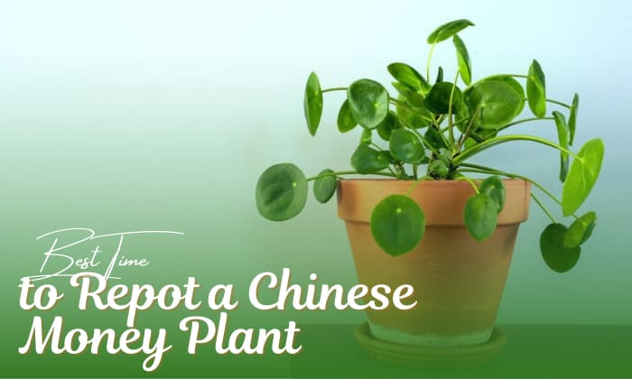 when to repot a chinese money plant