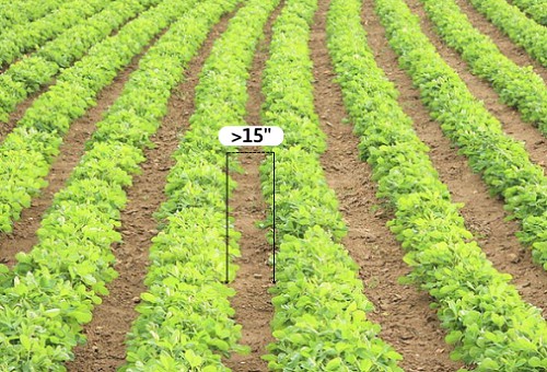 rows-of-soybean-spacing