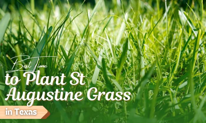when to plant st augustine grass in texas