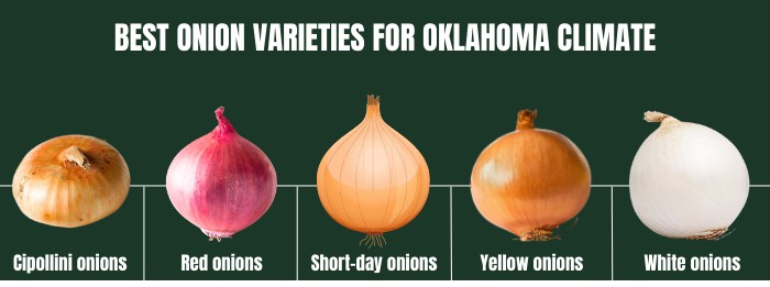 best-onion-varieties-for-oklahoma-climate