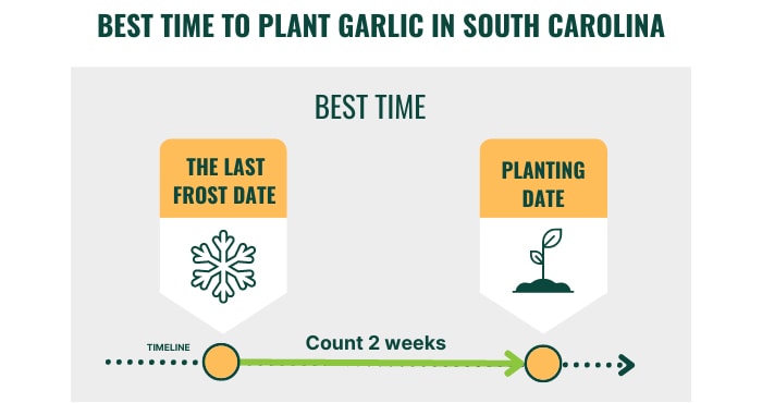 best-time-to-plant-garlic-in-south-carolina