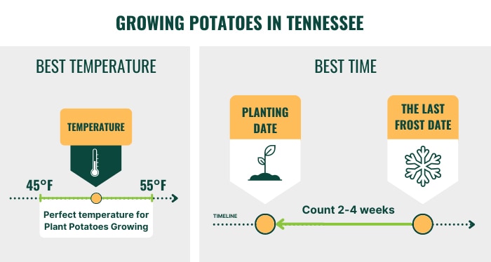 best-time-to-plant-potatoes-in-tennessee