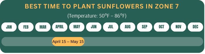 best-time-to-plant-sunflowers-in-zone-7