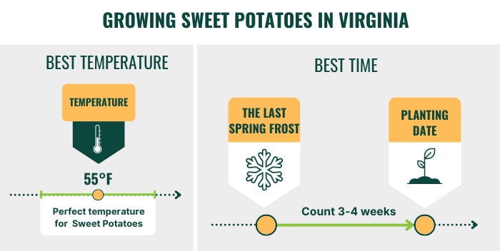 best-time-to-plant-sweet-potatoes-in-virginia