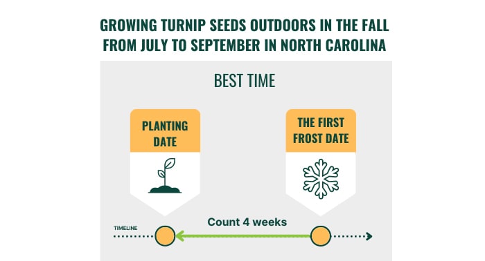 best-time-to-plant-turnips-in-north-carolina-(2)