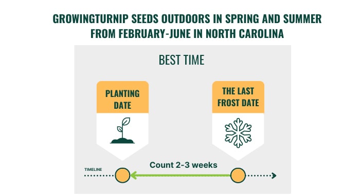 best-time-to-plant-turnips-in-north-carolina