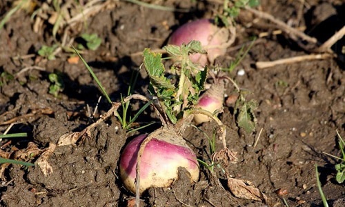 grow-purple-top-turnips