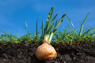 growing-onions-in-michigan
