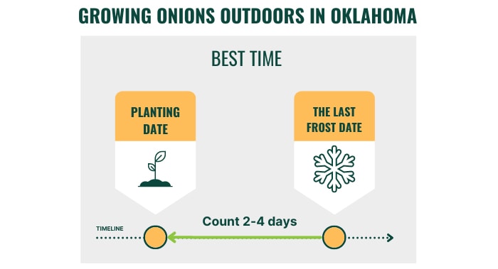 growing-onions-outdoors-in-oklahoma
