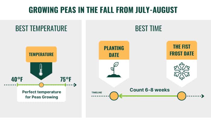 growing-peas-in-the-fall-from-july-august