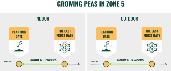 growing-peas-in-zone-5