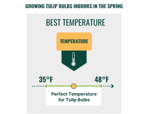 growing-tulip-bulbs-indoors-in-the-spring