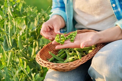 harvesting-and-storing-fresh-peas
