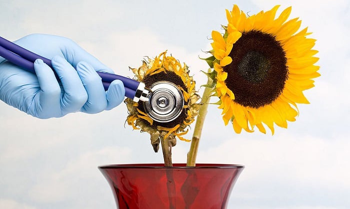how-to-care-for-sunflowers-after-planting