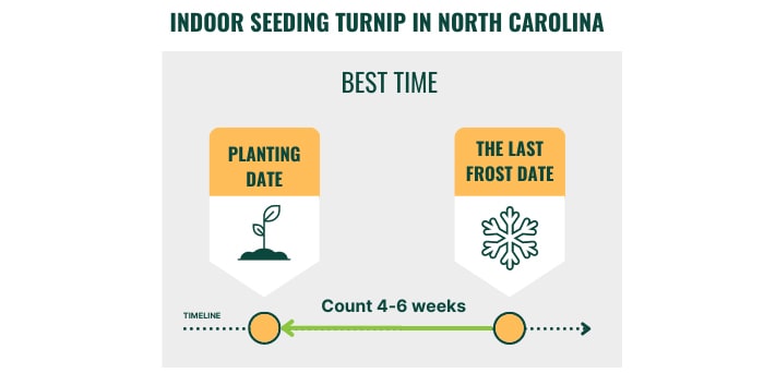 indoor-seeding-turnip-in-north-carolina
