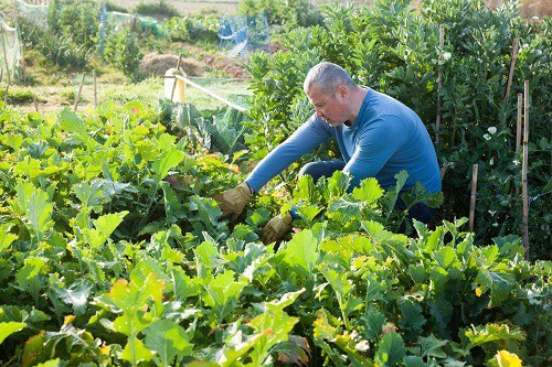 pest-and-disease-management-for-turnips