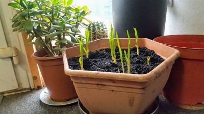 plant-garlic-indoors