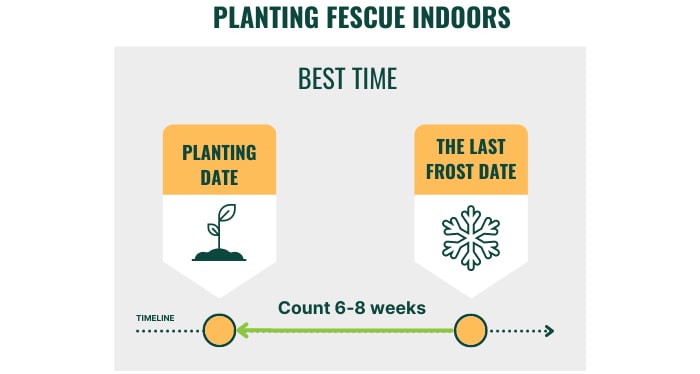 planting-fescue-indoors
