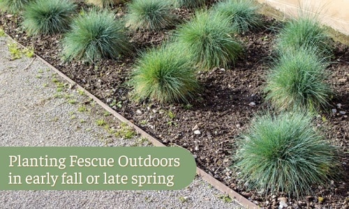 planting-fescue-outdoors