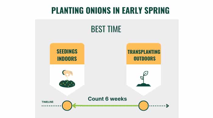 planting-onions-in-early-spring