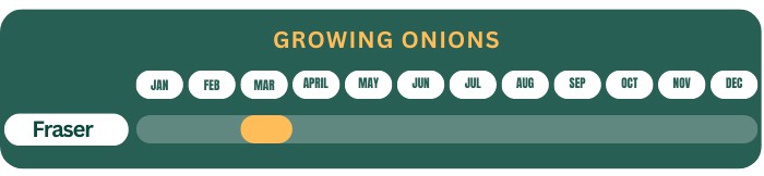 planting-onions